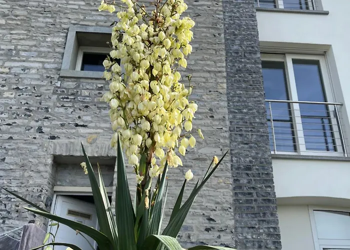 Penthouse - Cardano *