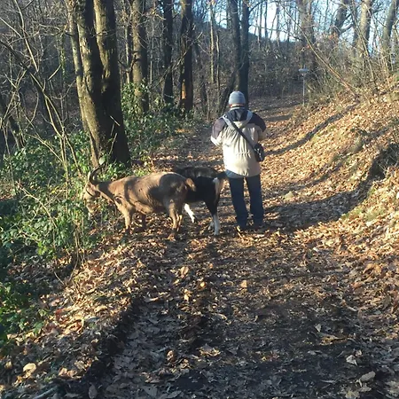 Lejlighed Penthouse - Cardano *