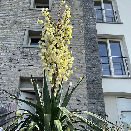 Penthouse - Cardano *